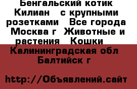 Бенгальский котик Килиан , с крупными розетками - Все города, Москва г. Животные и растения » Кошки   . Калининградская обл.,Балтийск г.